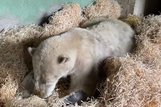 Состояние раненого медведя в московском зоопарке описали одним словом