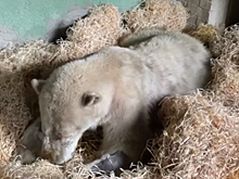 Состояние раненого медведя в московском зоопарке описали одним словом