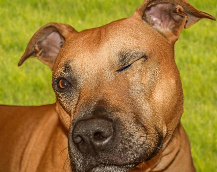 Хозяев опасных собак отправят на спецподготовку