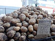 Рост цен на картофель осенью-2024 фиксируют российские эксперты