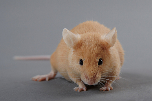 Найдена новая линия мышей для моделирования депрессии