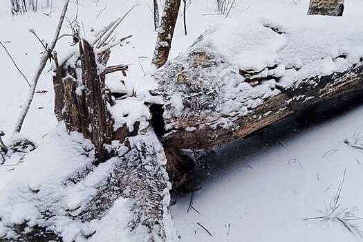 В Петербурге из-за бобров подтопило лес