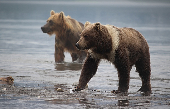 Медвежонок с необычным окрасом стал "звездой" на Камчатке