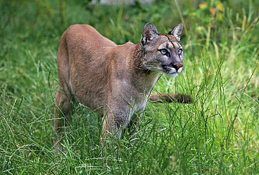 Наглая пума вцепилась в голову пятилетнему мальчику на глазах у десятков человек