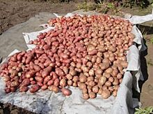 Приморские аграрии сажают картофель и овощи