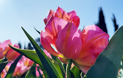 В Крыму можно увидеть завораживающий парад тюльпанов