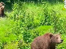 Трое медвежат начали вымогать еду у водителей на Камчатке