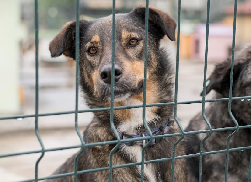 В Приамурье с начала года поймали и отправили в приюты более 500 бездомных собак
