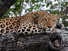 Дальневосточный леопард дошел до самой северной точки Приморья