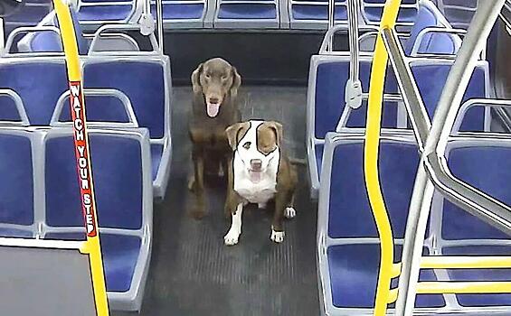Водитель автобуса подобрала двух заблудившихся четвероногих путешественников в США