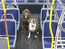 Водитель автобуса подобрала двух заблудившихся четвероногих путешественников в США