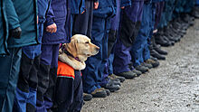 В России планируют создать приют для собак-ветеранов МЧС
