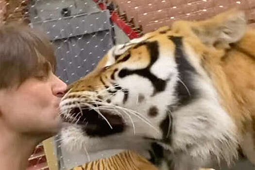 Дрессировщик Запашный поцеловал тигра в нос после избиения животных