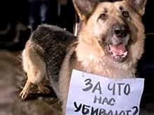 Неизвестные догхантеры травят собак в поселке под Барнаулом