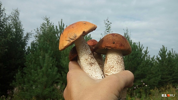 Греби грибы! Готовим мороженое из рыжиков и печенье из лисичек с уральскими шеф-поварами