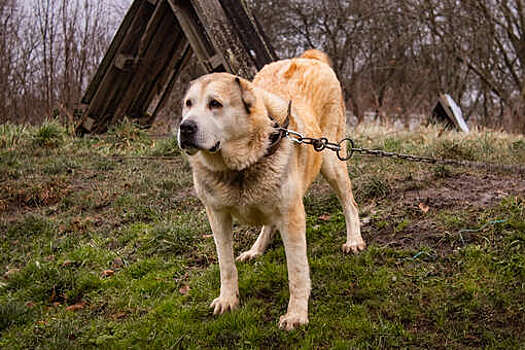 В Красноярском крае алабай сорвался с цепи и напал на ребенка
