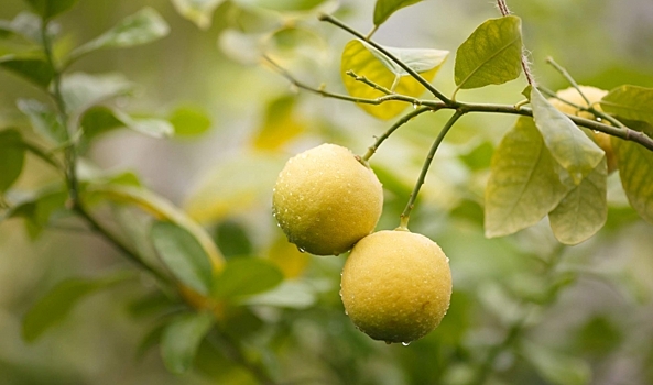 Волгоградцы узнали рецепт смузи из лимона и имбиря для похудения