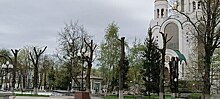 «Ужас в центре города»: депутат горсовета возмутился обрезкой деревьев на пл.Победы, мэрия проводит проверку