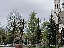 «Ужас в центре города»: депутат горсовета возмутился обрезкой деревьев на пл.Победы, мэрия проводит проверку