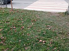 И так сойдёт: соцсети взорвало фото «зебры» в Козельске