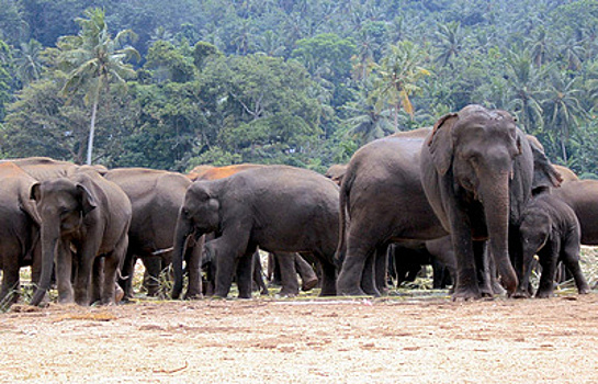 Малайзийский заповедник спас от гибели 700 диких слонов