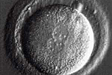 Ученые впервые изменили гены в эмбрионе человека