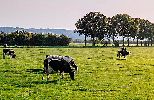 Производители молока начнут отчитываться о выбросах метана