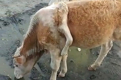 В России обнаружили теленка с пятью ногами