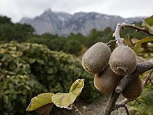 Ученые раскрыли полезные для человека свойства киви