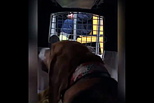 Издевательства над собакой в аэропорту Сочи сняли на скрытую камеру в переноске