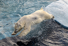 Международный День полярного медведя и Масленицу отметят в нижегородском «Лимпопо»