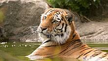Опубликованы кадры перевозки амурского тигра в Московский зоопарк