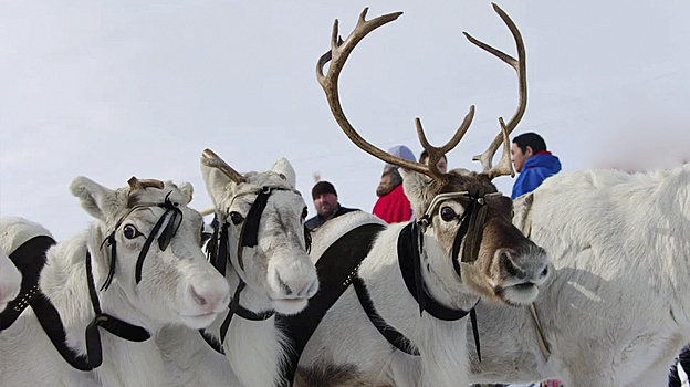 На Ямале вакцинировано рекордное количество оленей от сибирской язвы.