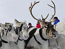 На Ямале вакцинировано рекордное количество оленей от сибирской язвы.