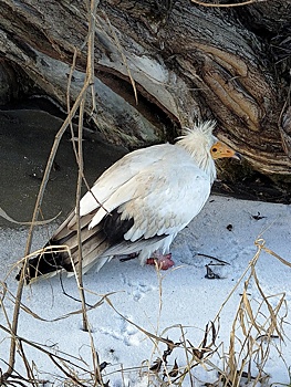 В Калуге жителей просят о помощи в поиске птицы-инвалида