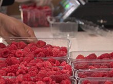 Витамины из теплицы: в Азербайджане собирают урожай осенней малины