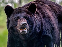 Медведь несколько дней питался пенсионеркой, убитой им у нее в доме