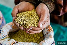 Тюменские производители в 6 раз увеличили экспорт зерна на восток