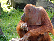 Обнялись при встрече: раненный львом хозяин парка «Тайган» навестил орангутана, которого травили вейпом