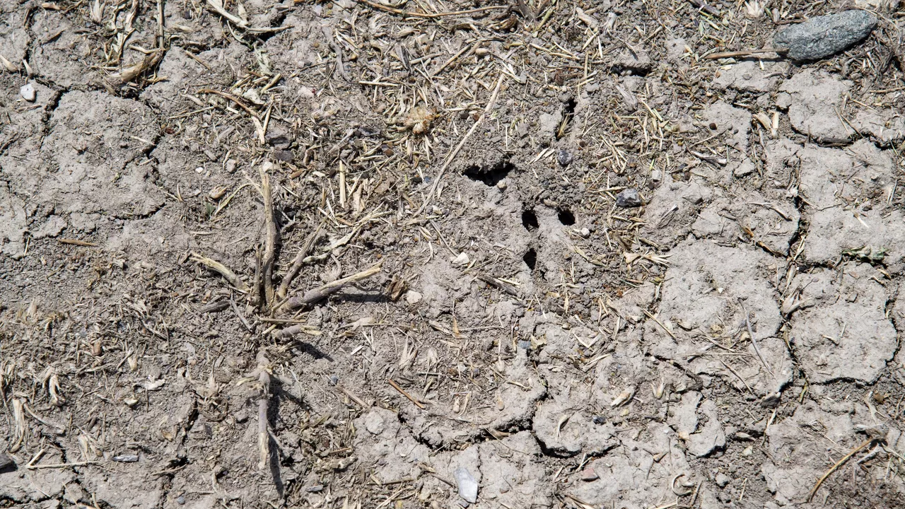 В еще одном районе Ростовской области ввели режим ЧС из-за засухи