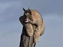 Рысь забралась на столб в поселке Забайкалья