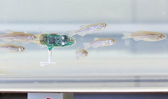 Робот-рыбка успешно внедрился в стаю живых рыб и стал их вожаком