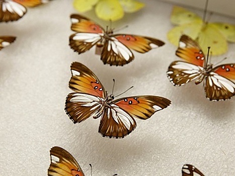 Технология CRISPR изменила узоры на крыльях бабочек