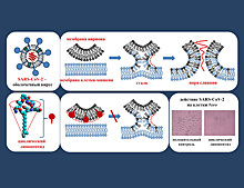 Противомикробные липопептиды подавили слияние коронавируса с клеточной мембраной