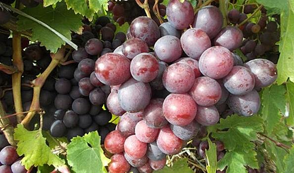 Как вырастить сладкий виноград: секреты татарстанского виноградаря