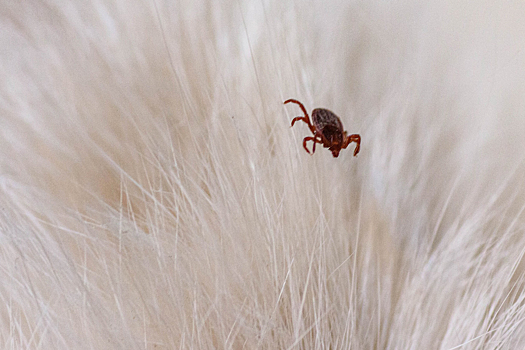 Как правильно вытащить клеща у собаки: 3 способа