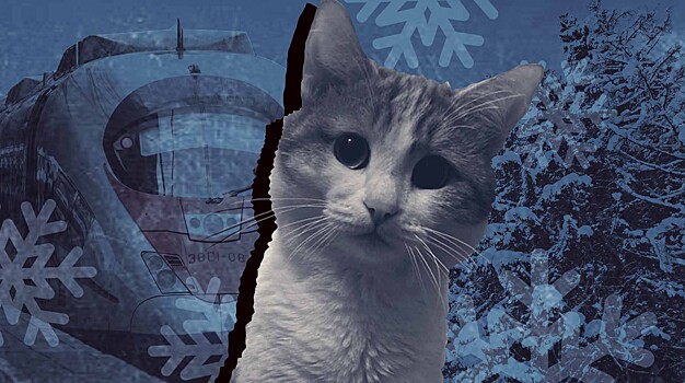 «Деньги не нужны — верните члена семьи!»: хозяин кота попросил не увольнять проводницу, выбросившую питомца на мороз