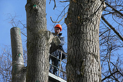 Вырубку и обрезку деревьев произведут в Кленовском