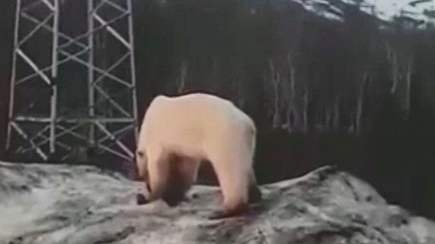 Звериный оскал: по Норильску бродит белый медведь