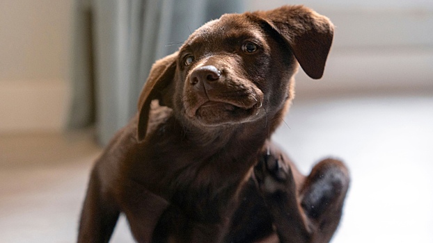 Как уберечь питомца от блох и что делать, если он их подхватил